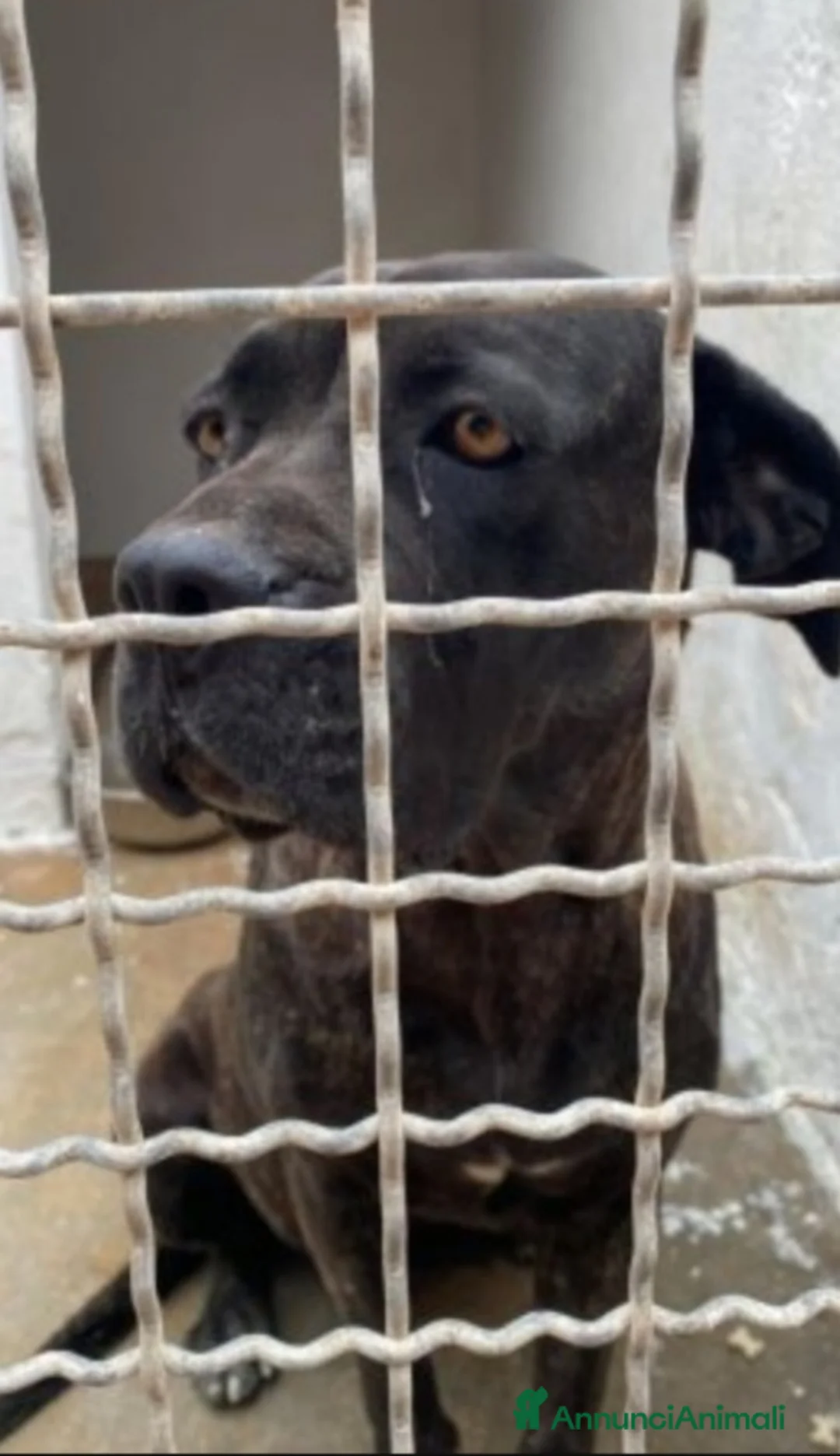 Cane Corso cani in regalo: Corso giovane depressa da 2anni in box.TARANTO a Città metropolitana di Milano - Annuncio 4