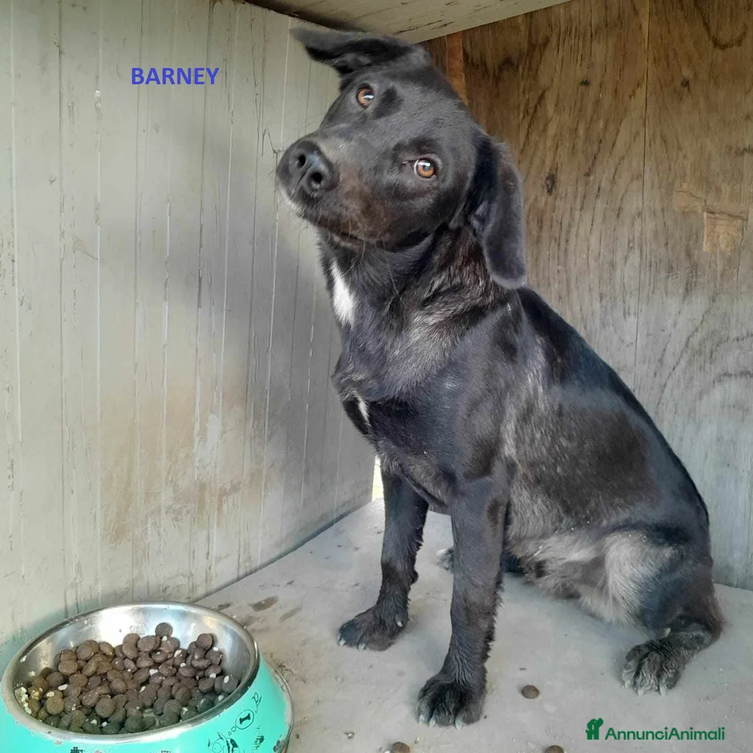 Meticcio cani in regalo: dolci fred e barney in regalo a Città metropolitana di Catania - Annuncio 6