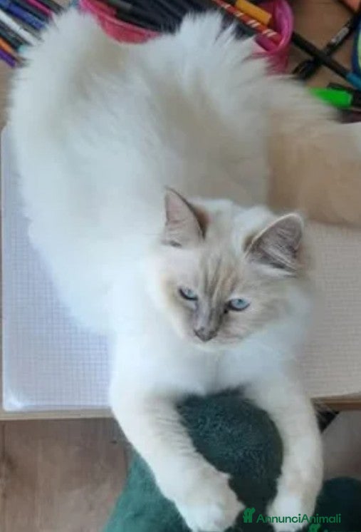 Sacro di Birmania gatti Cucciola Sacro dì Birmania  - Annuncio 21
