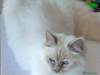 Sacro di Birmania gatti Cucciola Sacro dì Birmania - Annuncio 3