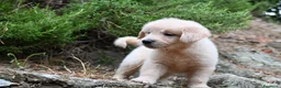 Golden Retriever cani in vendita: Golden retriever  - Annuncio 2