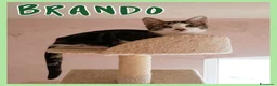 Europeo gatti in regalo: Gattini in adozione  - Annuncio 5