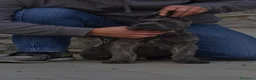 Cane Corso cani in vendita: Spettacolari cuccioli di Cane Corso  - Annuncio 4