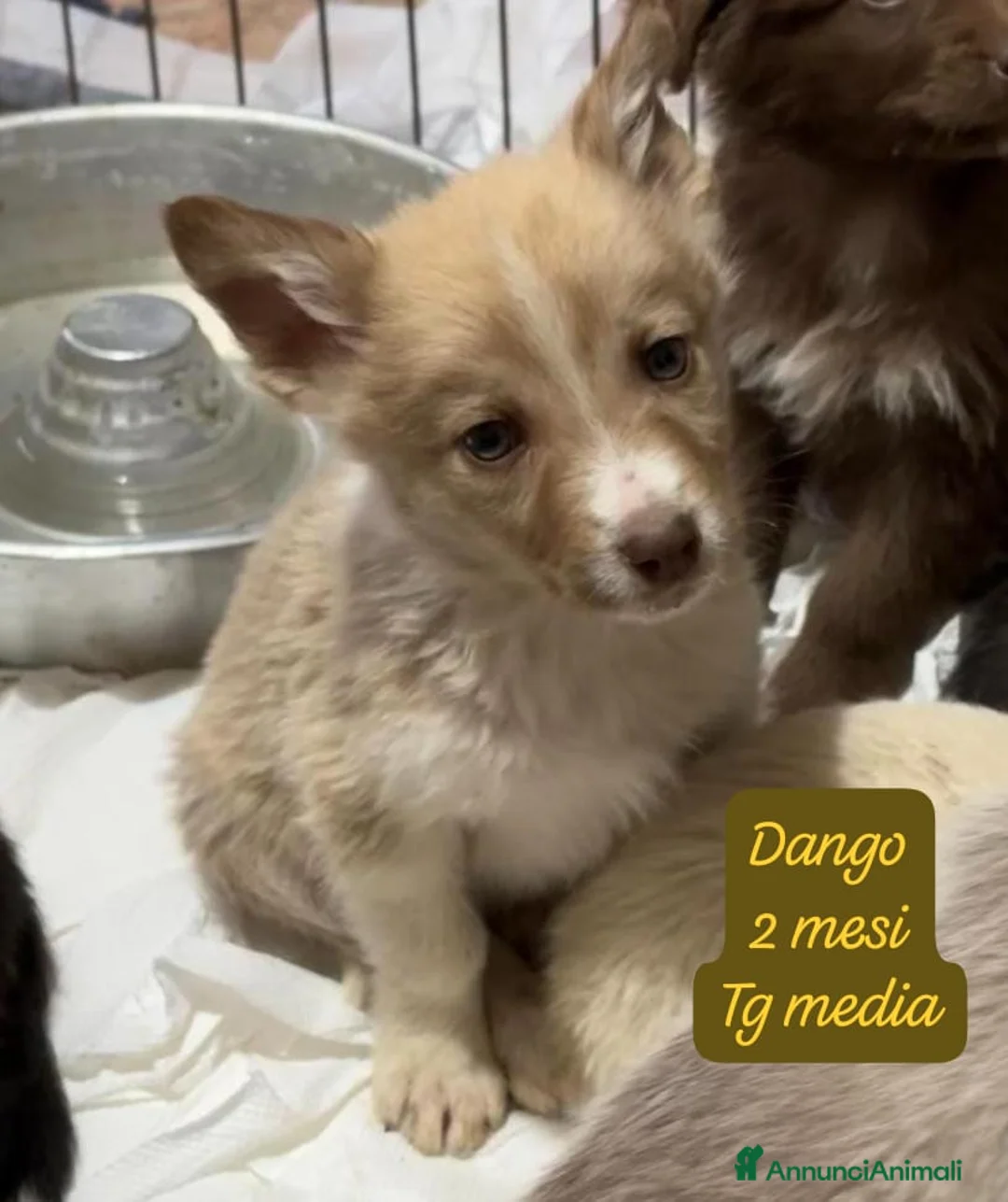 Meticcio cani in regalo: Cuccioli cercano urgentemente adozione - Annuncio 10