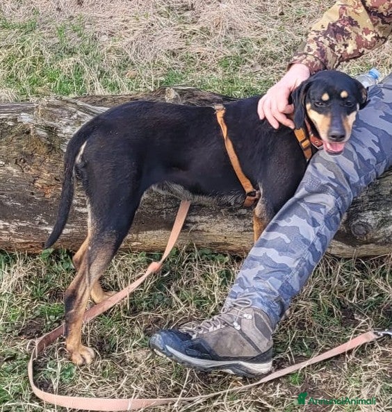 Segugio cani SKYLAR, una splendida mix segugio - Annuncio 1