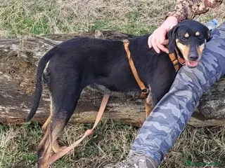 Segugio cani SKYLAR, una splendida mix segugio - Annuncio 1