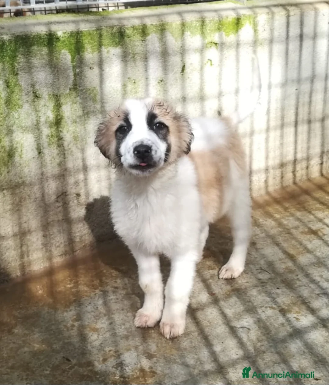 Meticcio cani in regalo: UNA MAMMA PER BISCOTTO  - Annuncio 1