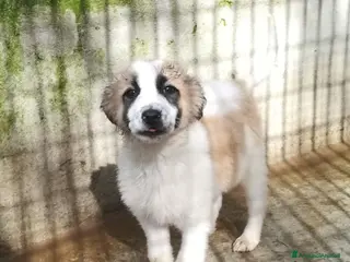 Meticcio cani UNA MAMMA PER BISCOTTO - Annuncio 1