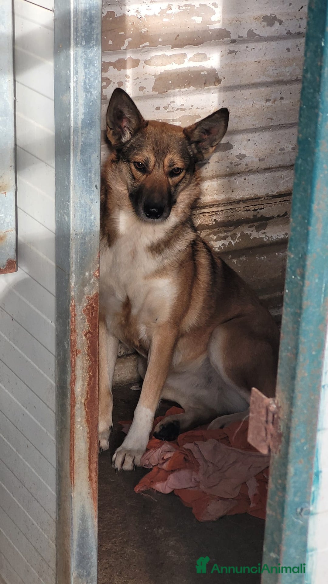 Meticcio cani in regalo: Splendida Lupetta ANAIS a Città metropolitana di Milano - Annuncio 6