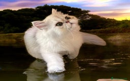 Persiano gatti in vendita: gatta persiana golden shaded di alta genealogia a Città Metropolitana di Bologna - Immagine 15