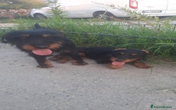 Jagdterrier cani in vendita: Jadgterrier  a Provincia di Pavia - Immagine 9