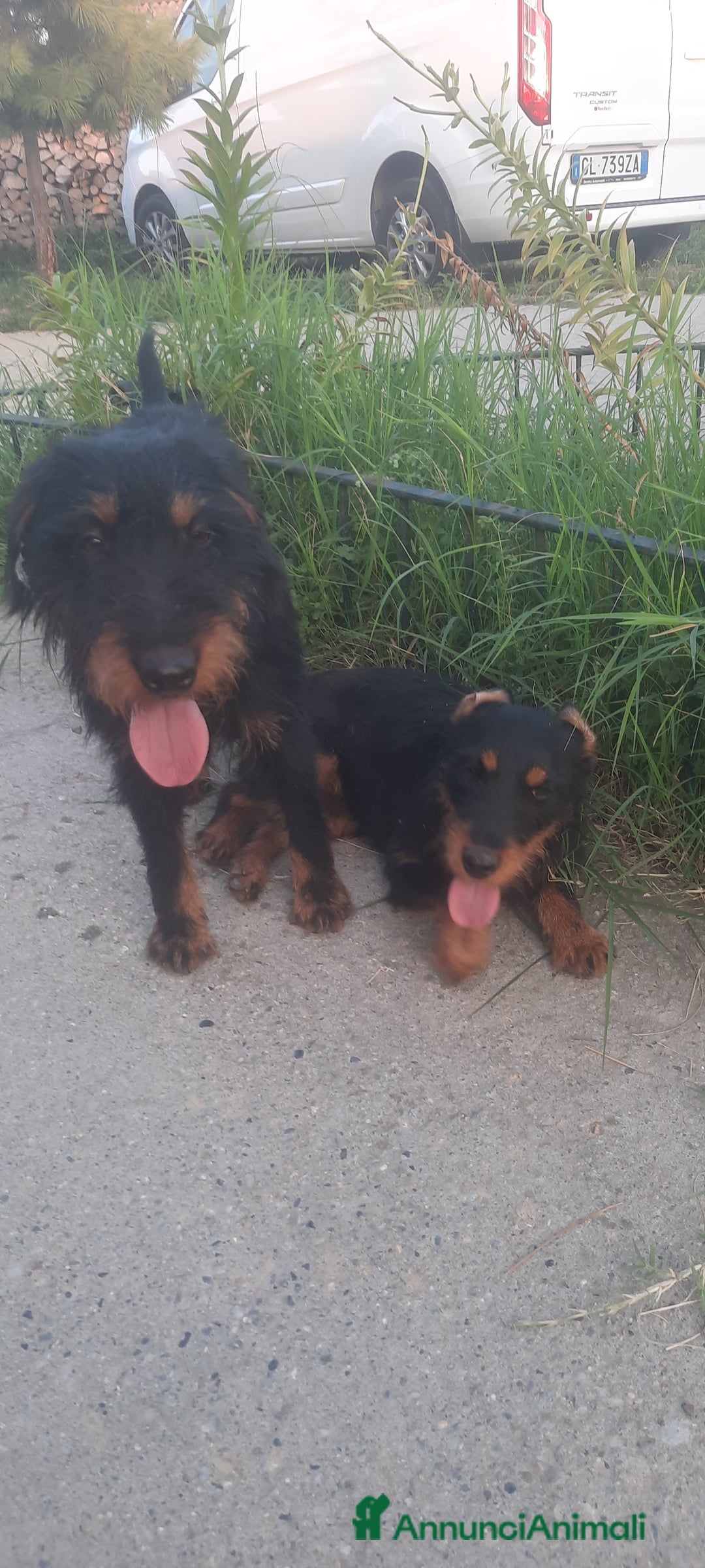 Jagdterrier cani in vendita: Jadgterrier  a Provincia di Pavia - Immagine 9