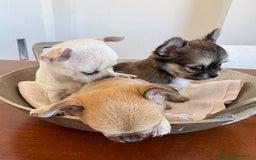 Chihuahua cani in vendita: Cuccioli di Chihuahua Cercano Casa!  a Provincia di Sassari - Immagine 9