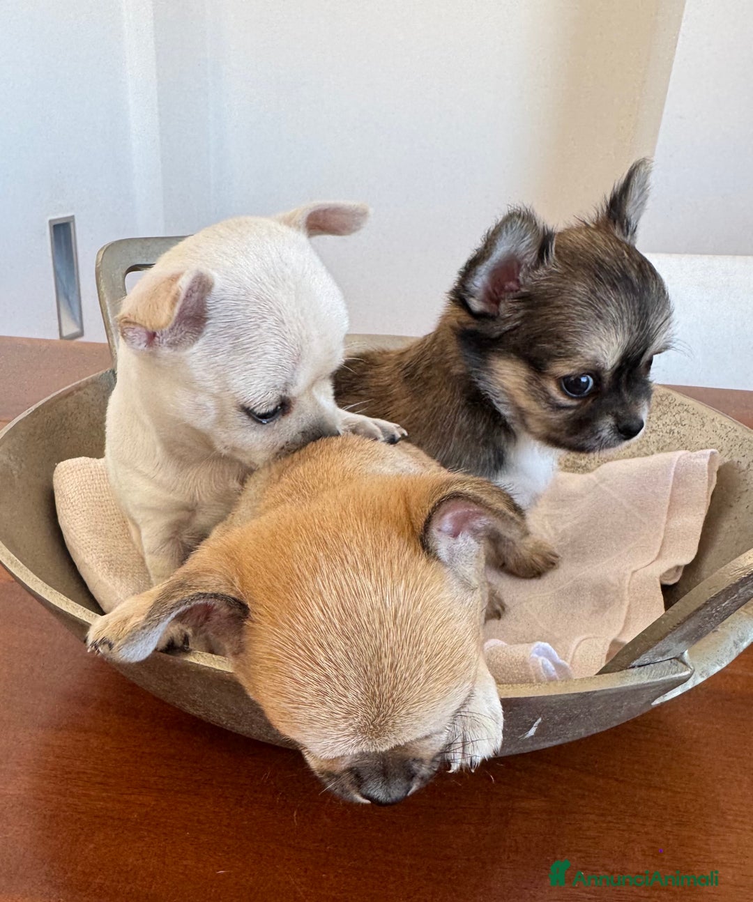 Chihuahua cani in vendita: Cuccioli di Chihuahua Cercano Casa!  a Provincia di Sassari - Immagine 9