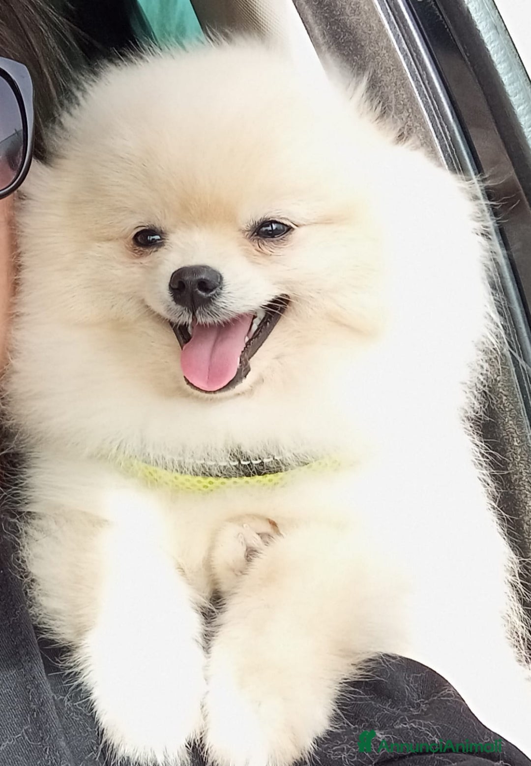 Volpino Pomerania cani per accoppiamento: Spritz Volpino di Pomerania  - Annuncio 2