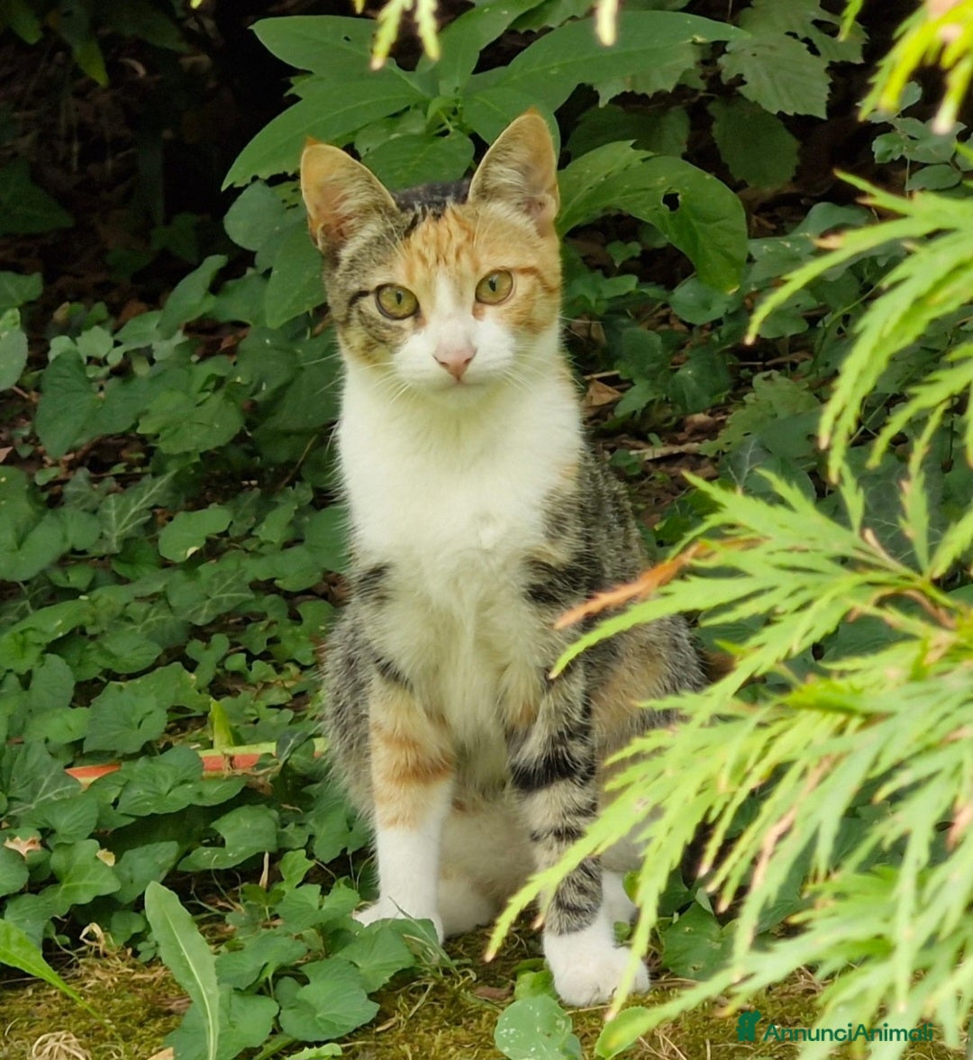 Europeo gatti in regalo: 2micie tricolori ,1nera bianca 7mesi.VOGHERA(PV) - Annuncio 1