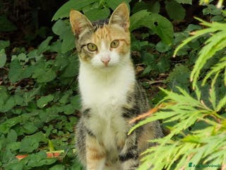 Europeo gatti 2micie tricolori ,1nera bianca 7mesi.VOGHERA(PV) - Annuncio 24