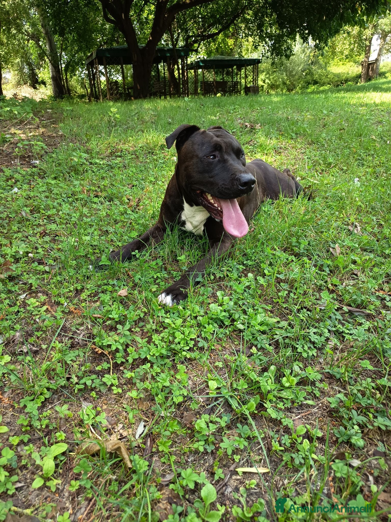 American Staffordshire cani Regalo Amstaff Maschio 2 anni - Annuncio 10