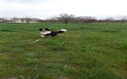 Border Collie cani per accoppiamento: Maschio di border collie per accoppiamento  a Provincia di Forlì-Cesena - Immagine 1