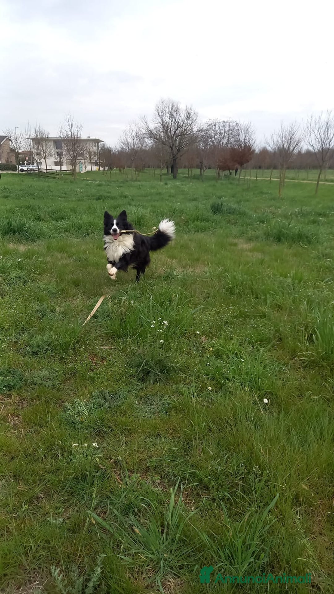 Border Collie cani per accoppiamento: Maschio di border collie per accoppiamento  a Provincia di Forlì-Cesena - Immagine 1