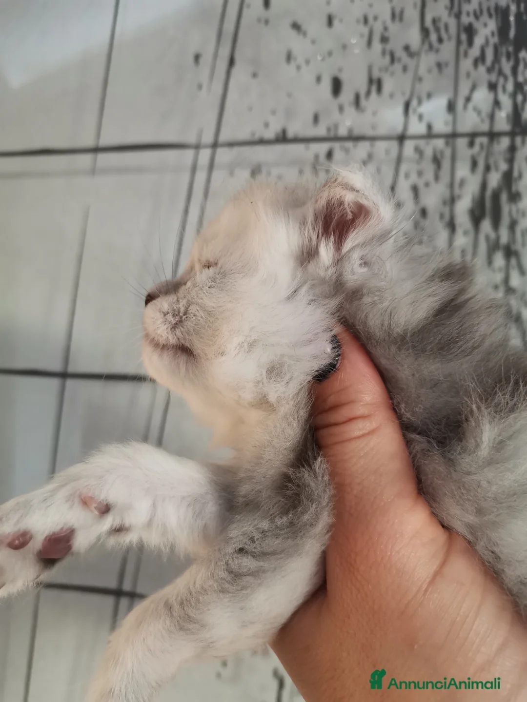 Immagine della galleria {{count}}