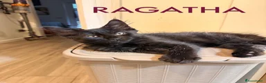 Maine Coon 5