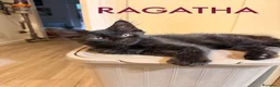 Maine Coon gatti in vendita: Cuccioli di Maine Coon disponibili - Annuncio 5