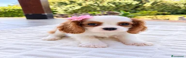 Cavalier King 2