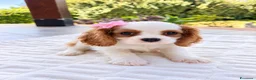 Cavalier King cani in vendita: Cuccioli Cavalier King da mamma Campionessa a Provincia di Brindisi - Annuncio 4