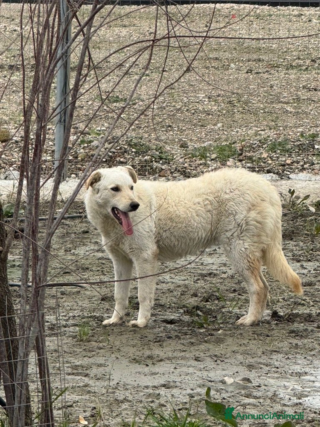 Meticcio cani in regalo: Micky: 1 anno, socievole ed equilibrata  - Annuncio 18