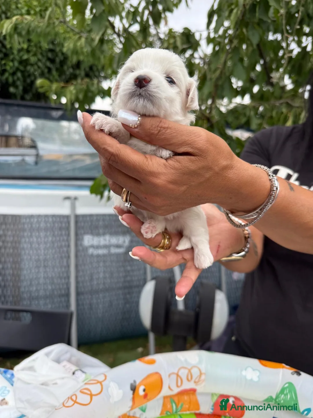 Maltese cani in vendita: Cucciolo maltese razza pura manto bianco - Annuncio 16