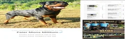 Rottweiler cani in vendita: Disponibile maschio rottweiler - Annuncio 9