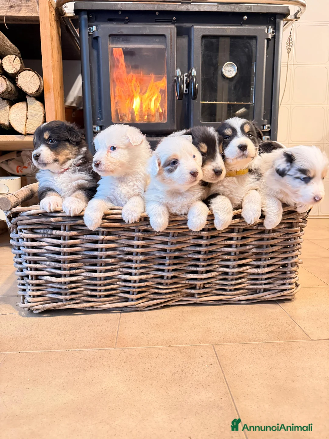 Australian Shepherd cani in vendita: Cuccioli pastore australiano  a Provincia della Spezia - Annuncio 1