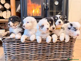 Australian Shepherd cani Cuccioli pastore australiano a Provincia della Spezia - Annuncio 6
