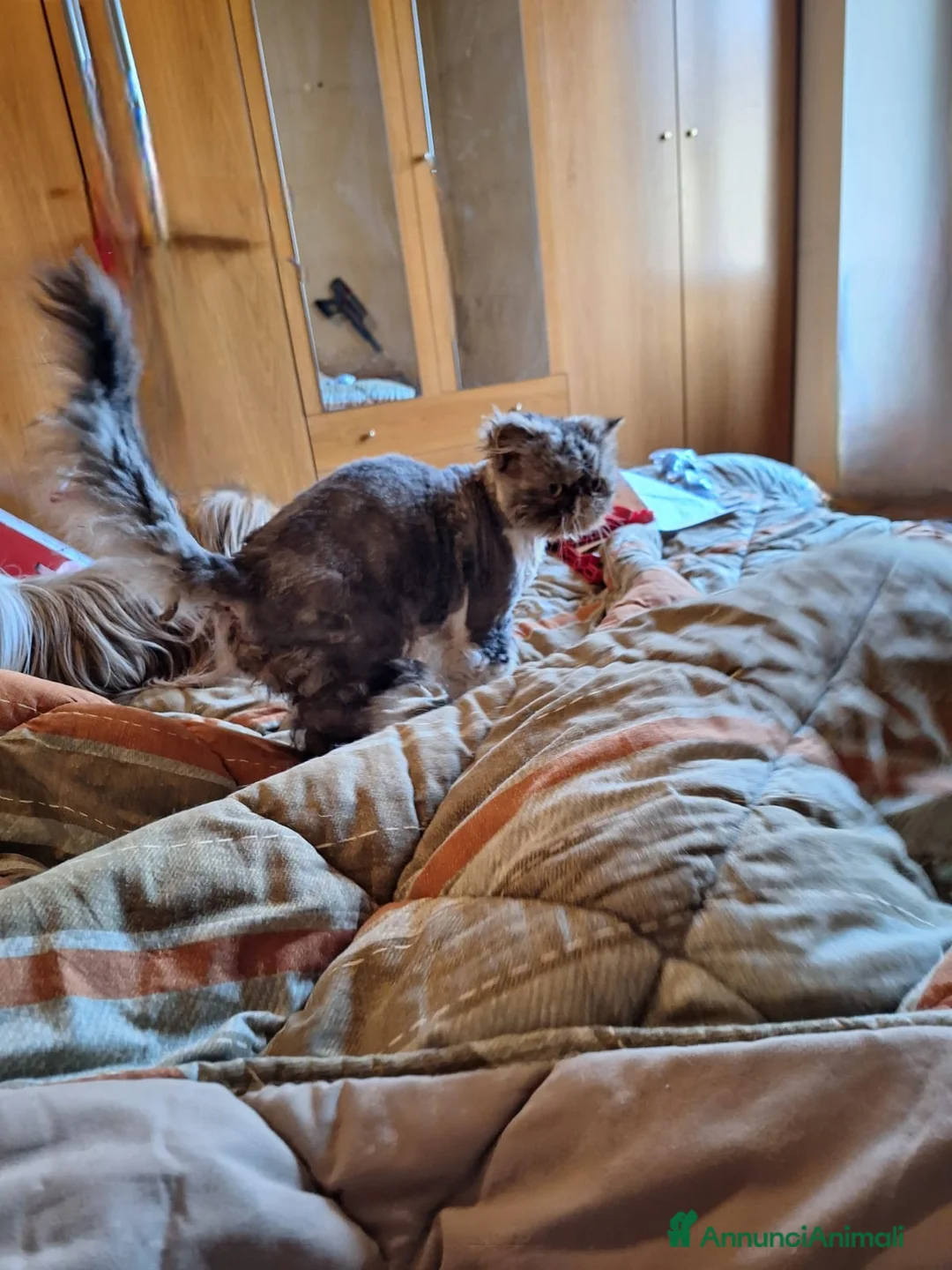 Persiano gatti in vendita: Persiano 5 anni - Annuncio 2