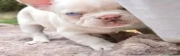 Bulldog Francese cani in vendita: Cucciole bulldog francese - Annuncio 3