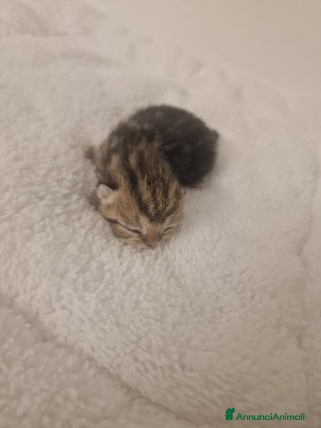 Scottish gatti in vendita: Cuccioli scottish - Annuncio 2