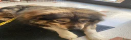 Pastore dei Carpazi cani in regalo: Max, gigante buono - Annuncio 4