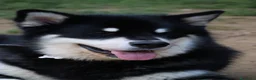 Alaskan Malamute cani per accoppiamento: Alaskan malamute a Provincia di Livorno - Annuncio 19