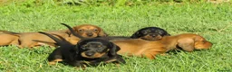 Bassotto cani in vendita: Bassotti nani a pelo corto - Annuncio 3