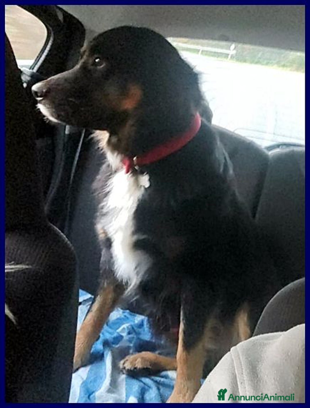 Meticcio cani in regalo: ARGO dolcissimo patatone - Annuncio 2