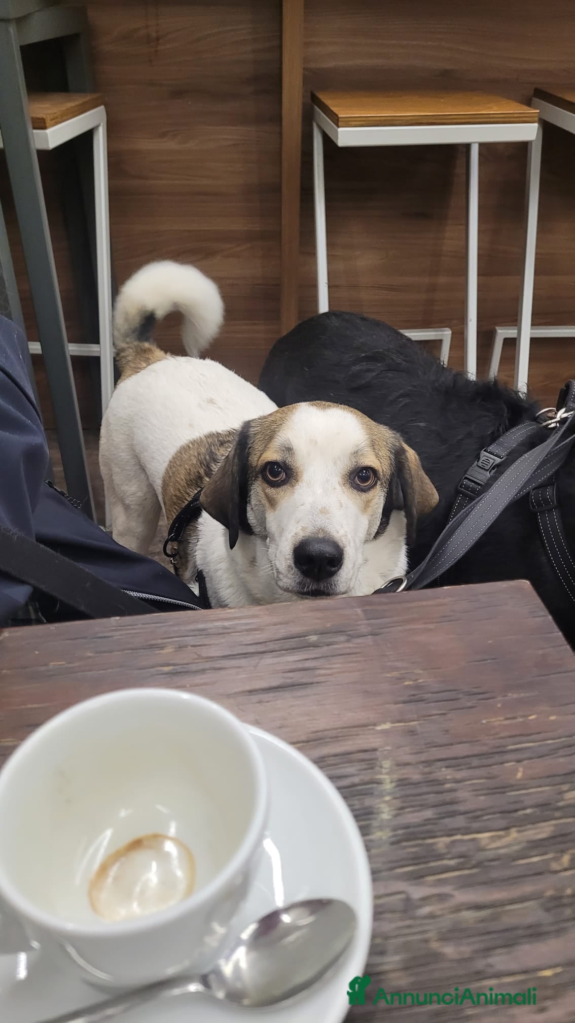 Meticcio cani Splendida meticcia TWITTY a Città metropolitana di Milano - Annuncio 1