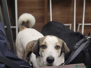 Meticcio cani Splendida meticcia TWITTY a Città metropolitana di Milano - Annuncio 23