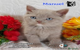Scottish gatti in vendita: Scottish Straight bellezza rara  a Città Metropolitana di Torino - Immagine 1