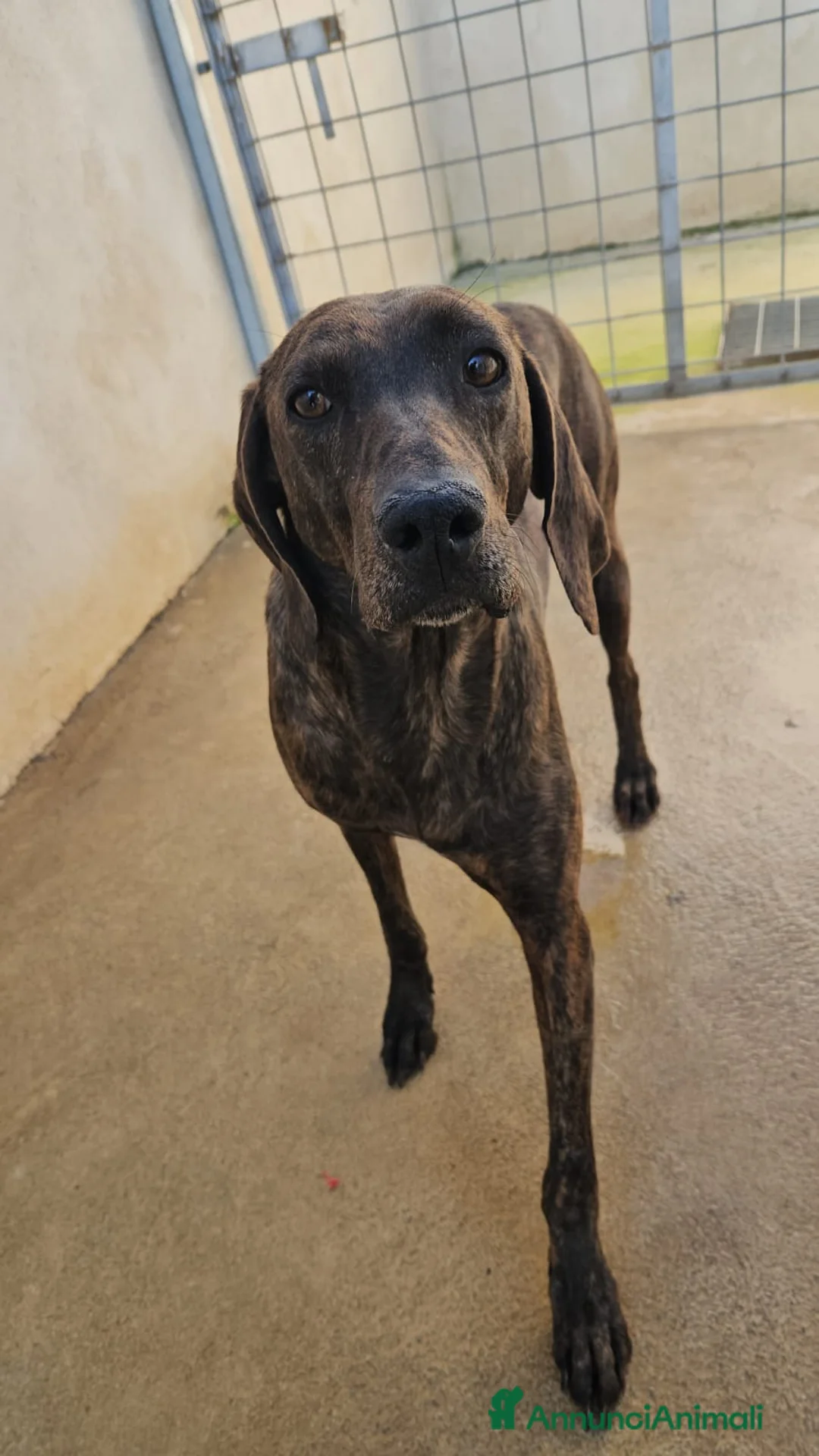 Bracco cani in regalo: Michele: adozione del cuore - Annuncio 14