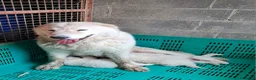 Pastore Maremmano cani in vendita: cuccioli di pastore Abruzzese  - Annuncio 16