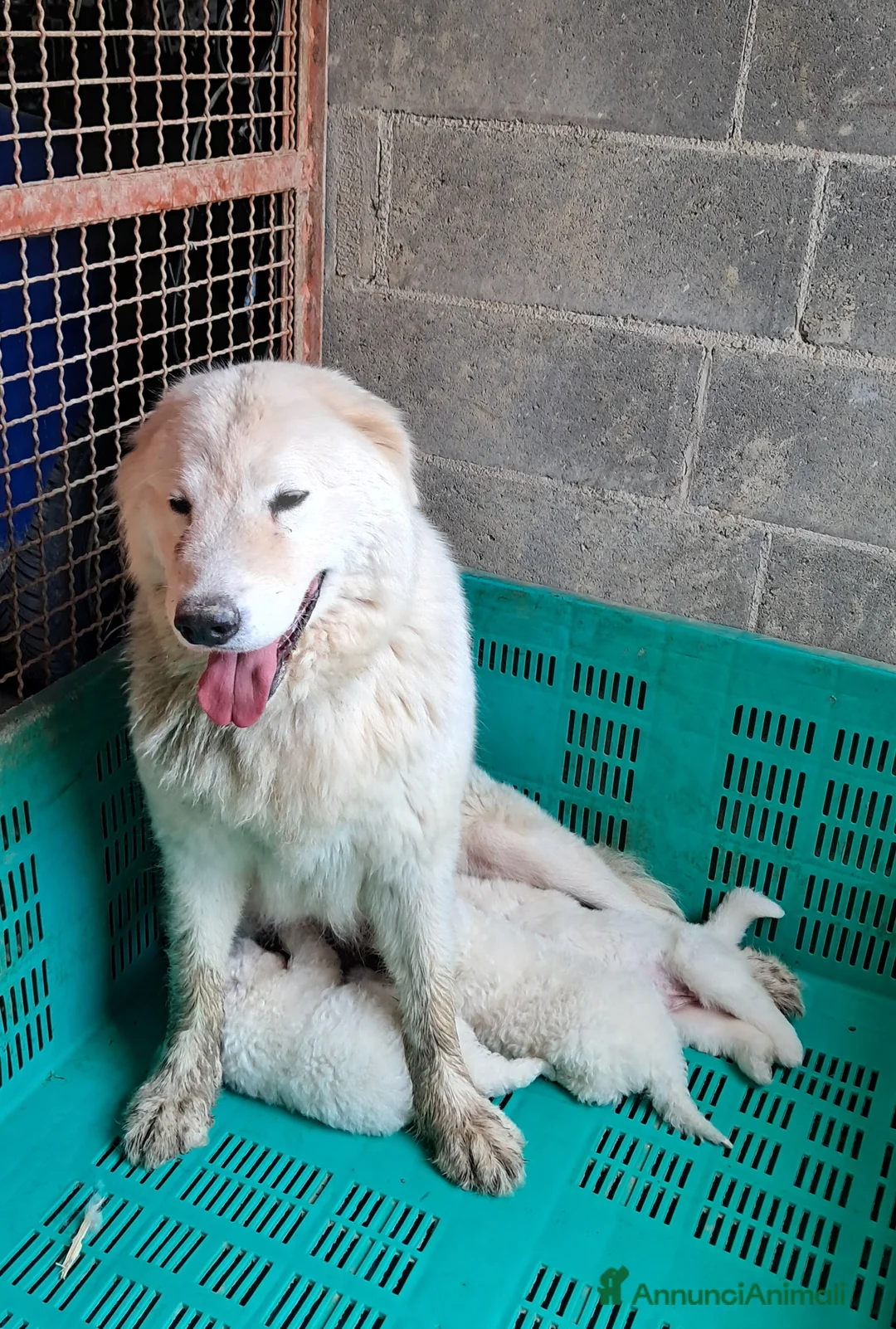 Pastore Maremmano cani in vendita: cuccioli di pastore Abruzzese  - Annuncio 16