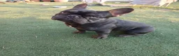 Bulldog Francese cani in vendita:  Cuccioli di Bulldog francese  - Annuncio 2