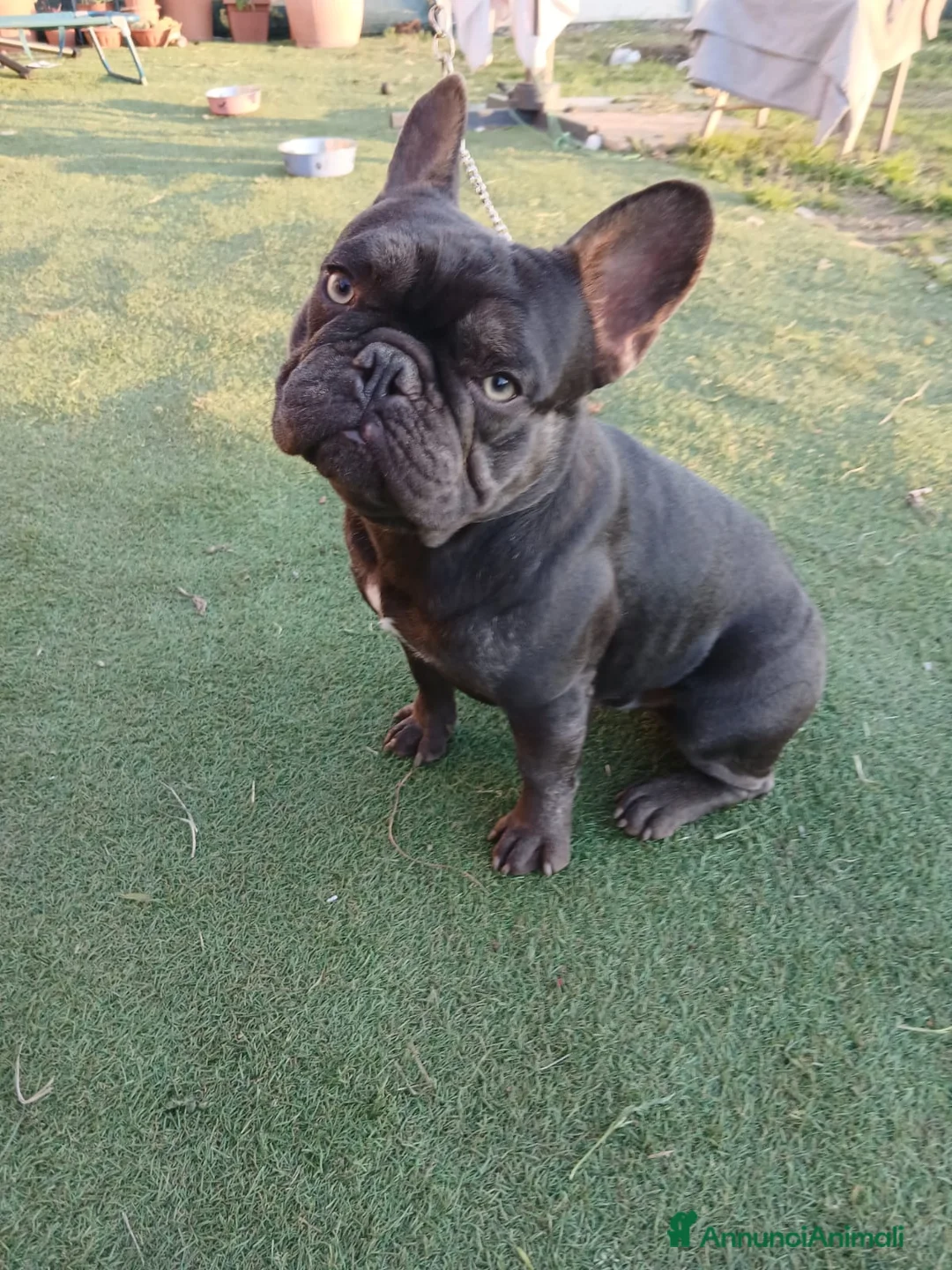 Bulldog Francese cani in vendita:  Cuccioli di Bulldog francese  - Annuncio 2