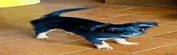 Meticcio cani in regalo: Alma  - Annuncio 4